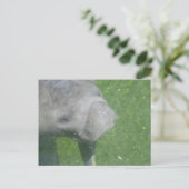 Smiling Mantee Animal Water写真 ポストカード (スタンド正面)