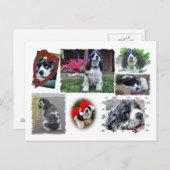 Smokey-theのスパニエル犬 ポストカード (正面/裏面)