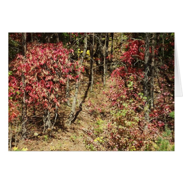 Smokiesの秋 (正面横)