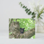 Smoky Mountains Black Bear Cub Wildlife ポストカード (スタンド正面)