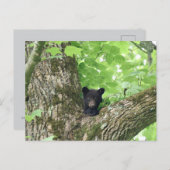 Smoky Mountains Black Bear Cub Wildlife ポストカード (正面/裏面)