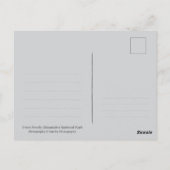 Smoky Mountains Black Bear Cub Wildlife ポストカード (裏面)