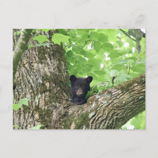 Smoky Mountains Black Bear Cub Wildlife ポストカード (正面)