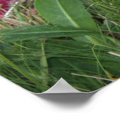 Smoochie ポスター (角)