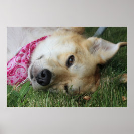 Smoochie ポスター