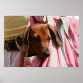 Smooth-haired Miniature Dachshund Puppy ポスター (正面)