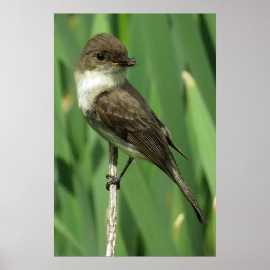 Snacking ポスター (正面)