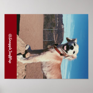 @SnaggleToofPup ポスター