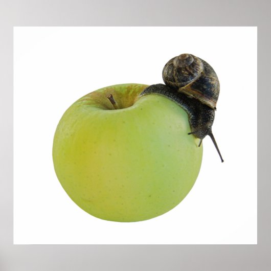 Snail and apple ポスター (正面)