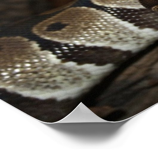 Snake (Ball Python)ポスター ポスター (角)