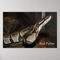 Snake (Ball Python)ポスター