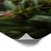 Snake Is Coming Shadow Path ポスター (角)