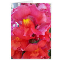 Snapdragonカード(中ブランク)