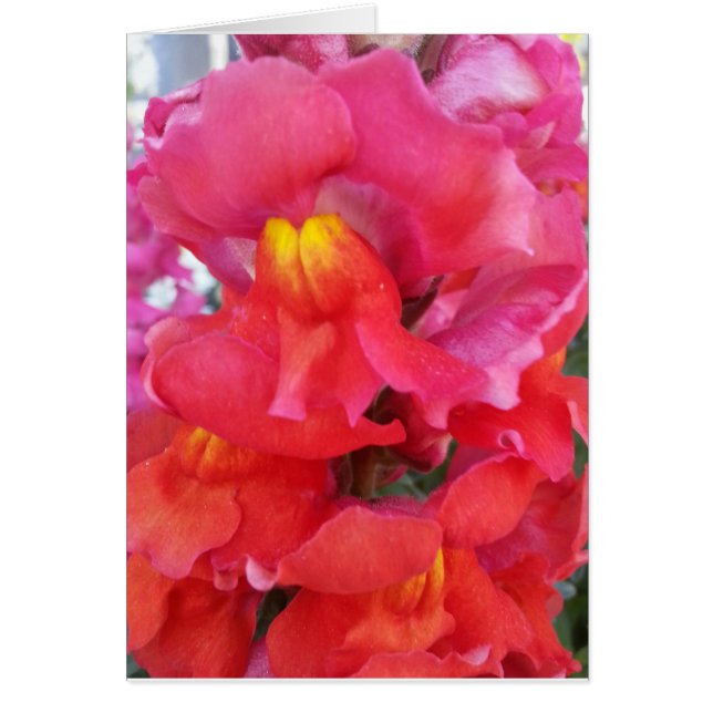 Snapdragonカード(中ブランク) (正面)