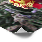 Snapdragonストライプの春フローラフラワーポスター ポスター (角)