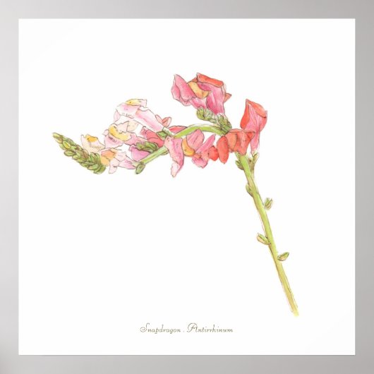 Snapdragonプリント、バリューポスター紙(マット) ポスター (正面)