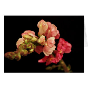 「Snapdragon」の空白のなカード