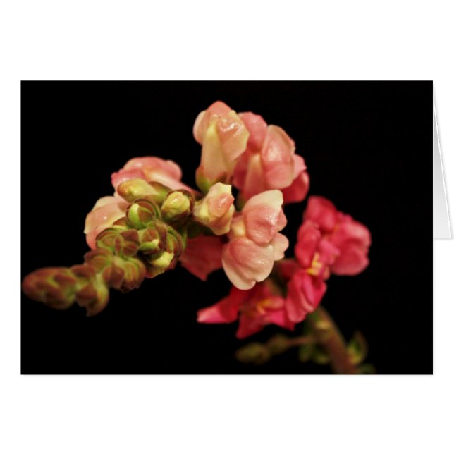 「Snapdragon」の空白のなカード (正面横)