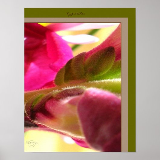 Snapdragon Blossom Close up PhotoPoster by gretche ポスター (正面)