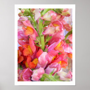 Snapdragons ポスター