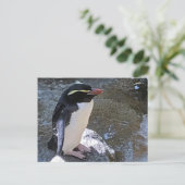 Snares penguin(ニュージーランド) ポストカード (スタンド正面)