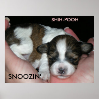 SNOOZIN'、2週間のシーズー（犬）プール、S... ポスター