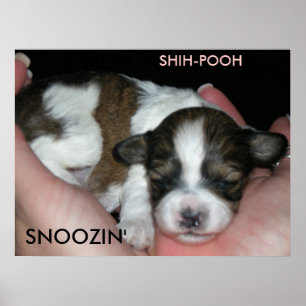 SNOOZIN', 2週SHIH-POO、S… ポスター
