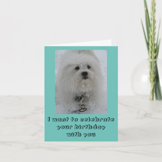 Snow Angels Coton Funny Birthday Card カード (正面)
