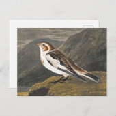 Snow Bunting by John James Audubon, Birdヴィンテージ ポストカード (正面/裏面)