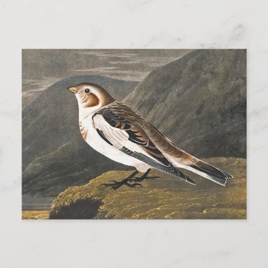 Snow Bunting by John James Audubon, Birdヴィンテージ ポストカード (正面)