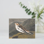 Snow Bunting by John James Audubon, Birdヴィンテージ ポストカード (スタンド正面)