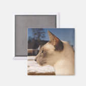 Snow Cat - Siamese Blue Pointプロフィール マグネット (正面/裏面)