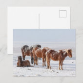 Snow Covered Icelandic Horses ポストカード (正面/裏面)