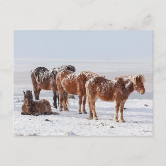 Snow Covered Icelandic Horses ポストカード (正面)