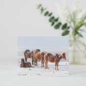 Snow Covered Icelandic Horses ポストカード (スタンド正面)