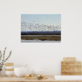 Snow Geese Taking off at Squaw Creek Refuge Poster ポスター (キッチン)