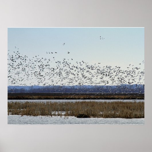 Snow Geese Taking off at Squaw Creek Refuge Poster ポスター (正面)