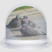 Snow Globe - Pigeons (正面)