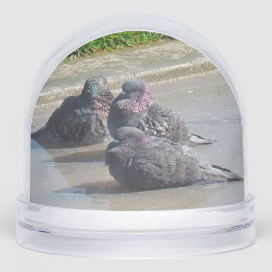 Snow Globe - Pigeons (正面)