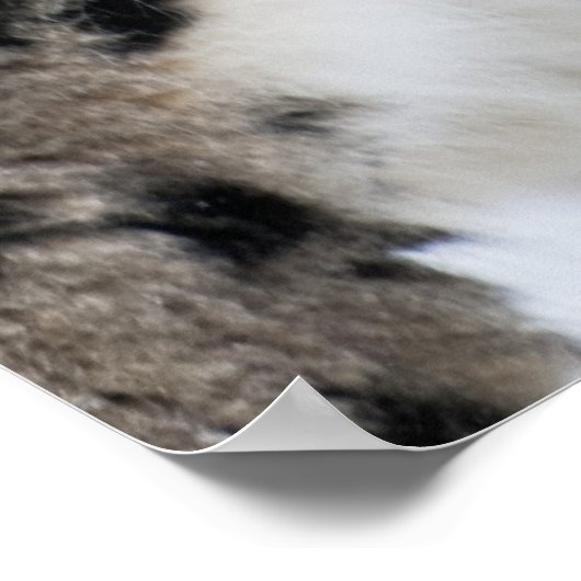 Snow Leopardプロフィール ポスター (角)