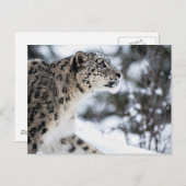 Snow Leopardプロフィール ポストカード (正面/裏面)