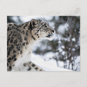 Snow Leopardプロフィール ポストカード