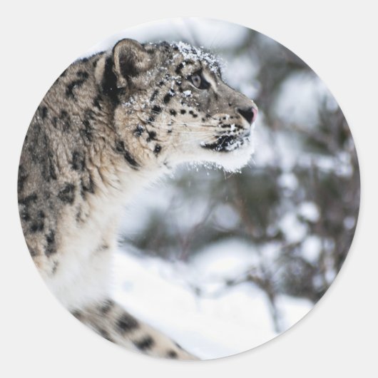 Snow Leopardプロフィール ラウンドシール (正面)