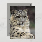 Snow Leopard情報カード ポストカード (正面/裏面)