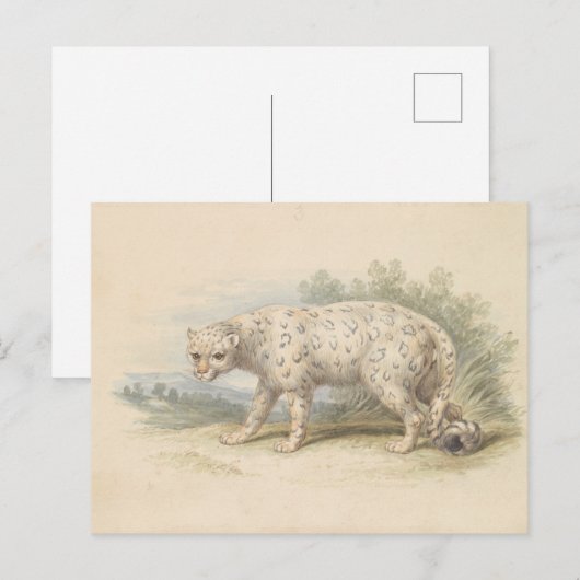 Snow Leopard by Charles Hamilton Smith ポストカード (正面/裏面)