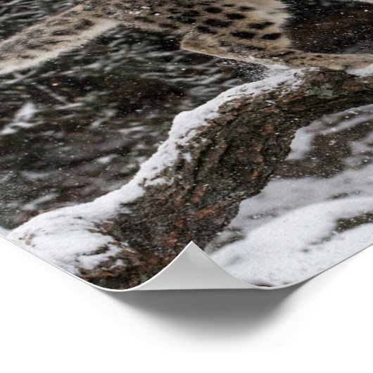 Snow Leopard Cub Pounce ポスター (角)