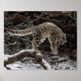 Snow Leopard Cub Pounce ポスター