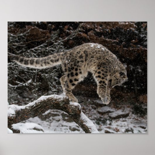 Snow Leopard Cub Pounce ポスター (正面)
