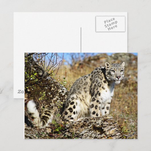 Snow Leopard on the Lookout ポストカード (正面/裏面)