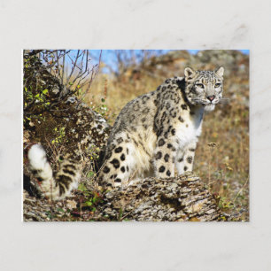 Snow Leopard on the Lookout ポストカード